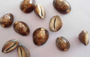 Tiger Cowries